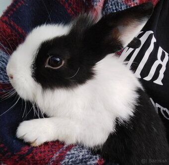 Darujem zakrsle zajačiky