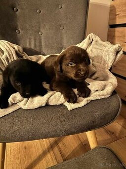 šteniatko labrador a IHNEĎ (platné do zmazania)
