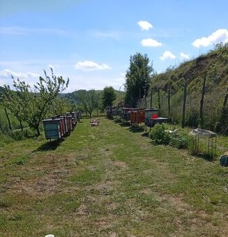 Predám Prezimované včely B Bez Uhlom  / CZ z Uhlom