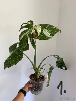 Monstera Deliciosa Thai Constellation