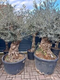Olivovniky Bonsai