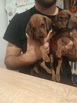 Predám šteniatka Tatranský durič s PP