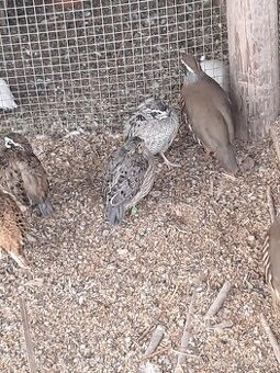 Prepelica virdzinska