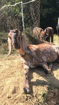 Anglonubijská koza - 1