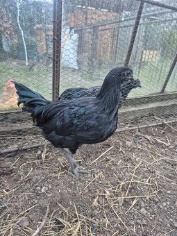 Ayam cemani- kohúti