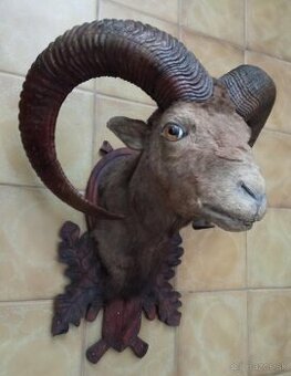 Predám vypreparovanú hlavu muflóna.