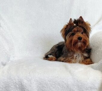 Yorkshire teriér, Yorkshire teriér s PP