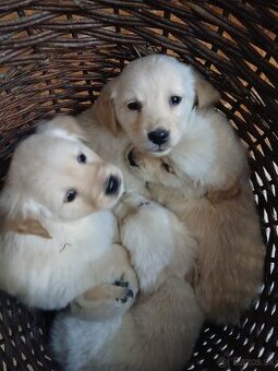 Predám šteniatka Zlatý retriver