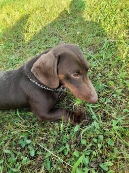 Kriytie jazvecik trpaslíci krátkosrstý