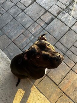 Stafordširsky terier