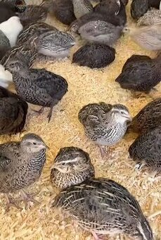 Predám japonské prepelice