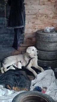 Predám šteniatka stredoázijský ovčiak.. rotvajler