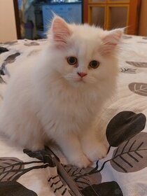 Perzské mačiatko
