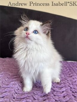 Ragdoll mačiatka s rodokmeňom, s PP FIFE - 1