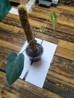 Monstera deliciosa
