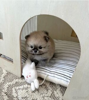 Pomeranian mini