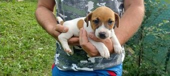 Jack russel terier šteniatka