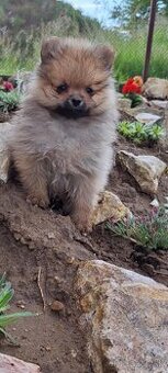 Oranžový špic -Pomeranian