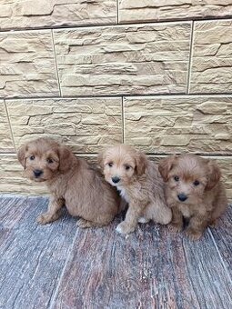 Maltipoo,maltipo