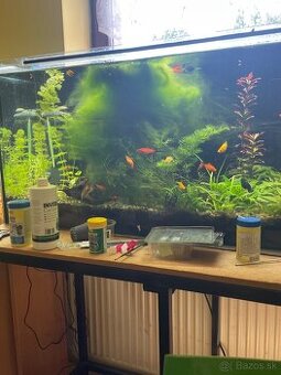 Akvarijný mach
