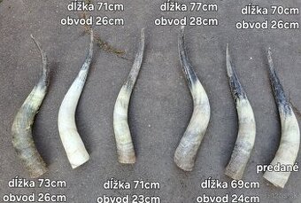 Rohy maďarský stepný 65-77cm