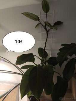 Izbové rastliny - 1