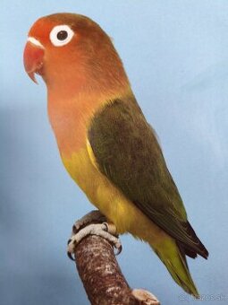 Agapornis Fisher