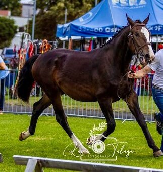 Kobyla sliezsky teplokrvník ( šlonzák ) - 1