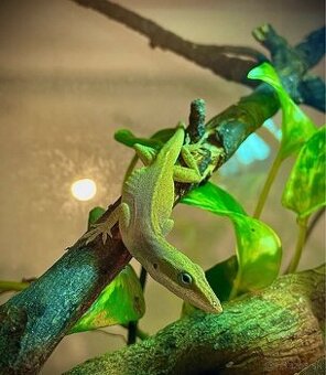 Anolis Červenokrký 1.1