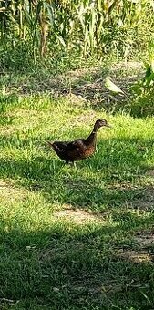 Kačičky hľadajú labužníka ... 8  eura/ kus