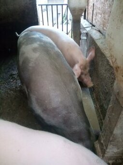 Predám ošípanú z domáceho chovu