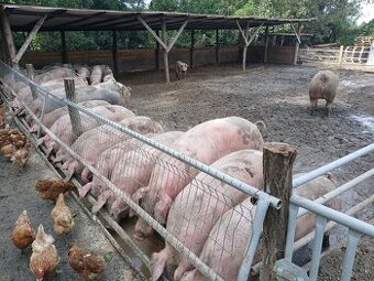 Predám jatočné ošípané