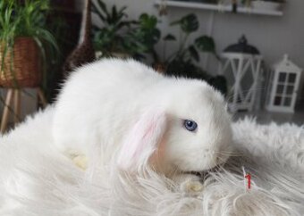 Minilop zakrsly baranček