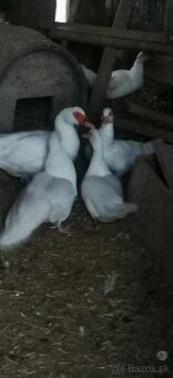 Kačice - Čínska Pekingská kačica