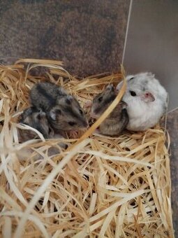 Škrečok džungarský