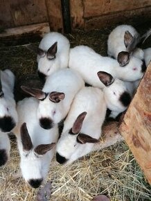 KALIFORNSKÝ  KRÁLIK