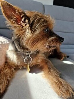 Jorkšírsky teriér hľadám