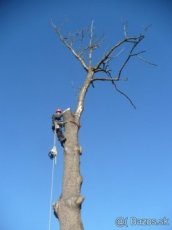 Spilovanie a orezávanie stromov aj nebezpečných stromov