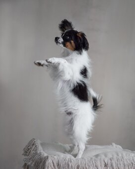 Papillon s preukazom o pôvode