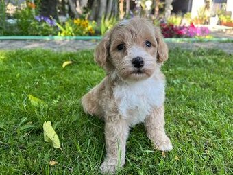Maltipoo