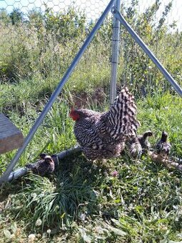 Kvočka amroks a 15 kuriatok