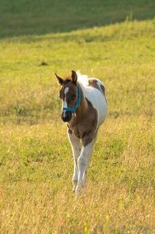 Smoky black tobiano zrebcek na rezervaciu