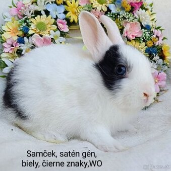 Zakrslý králik s VP - samček WO