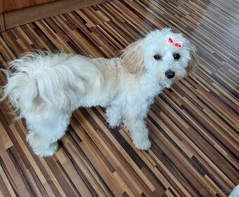 Predám psíka Maltipoo