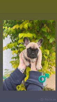 Francúzsky Buldoček