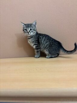 Darujem krásnu mačičku