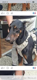 Hľadáme nový domov