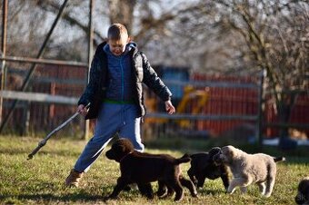 Stredoázijský ovčiak SAO s PP