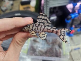 L 236 Creme - odchov