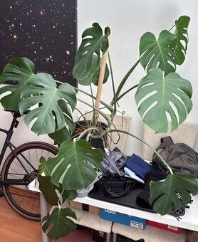 Monstera